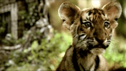 Aircel- Save Our&nbsp;Tigers